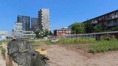 915076 Gezicht op de onlangs aangelegde moestuin in de 'Tuin van Croese' te Utrecht, met op de achtergrond de hoogbouw ...